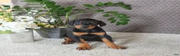 Doberman Pinscher dogs for sale: Maverick - Ad 3