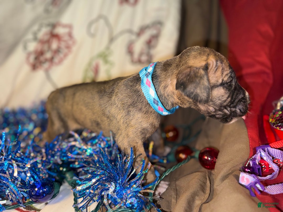 Great Dane dogs for sale: Mark - Ad 8