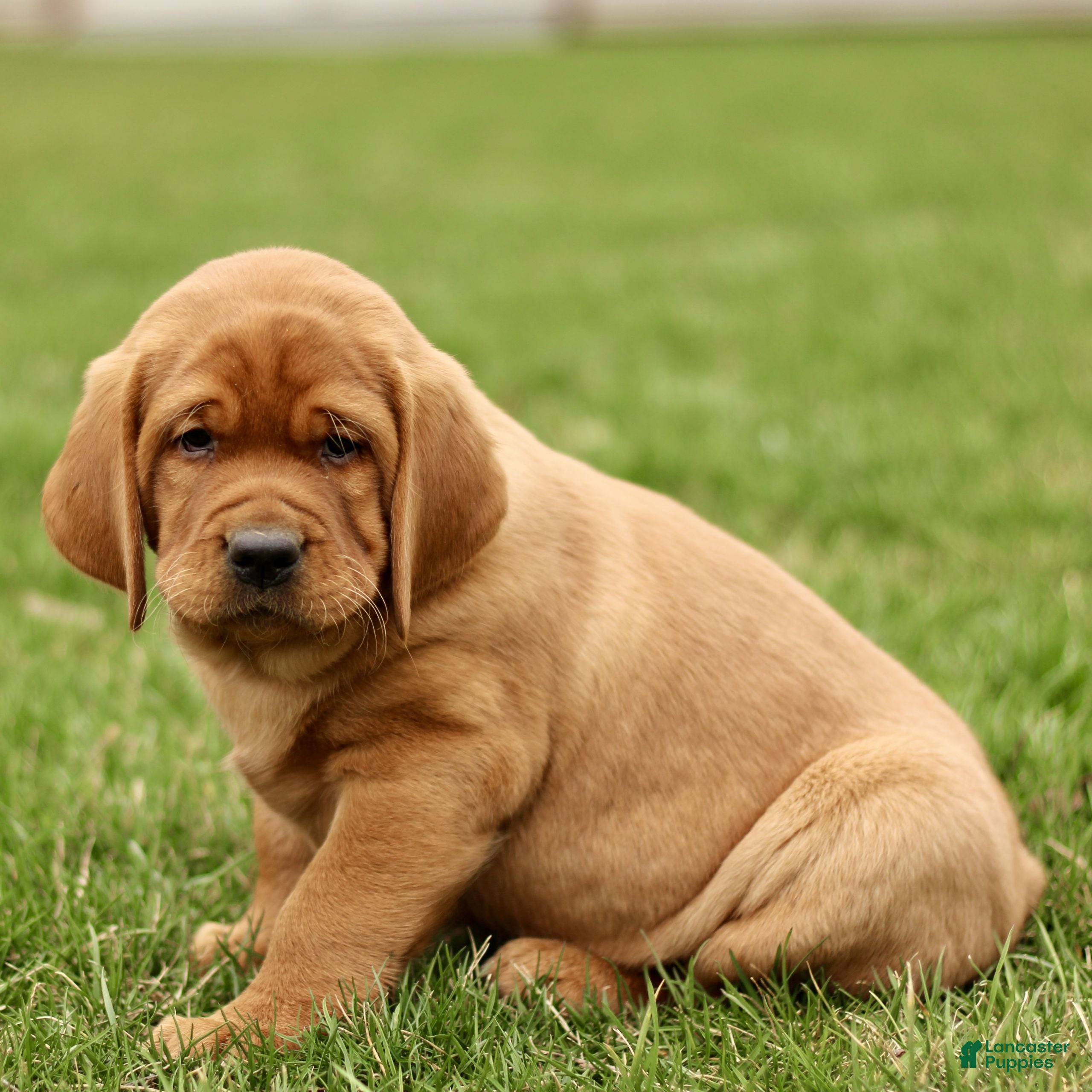 Labrador Retriever dogs Loxley  - Ad 2
