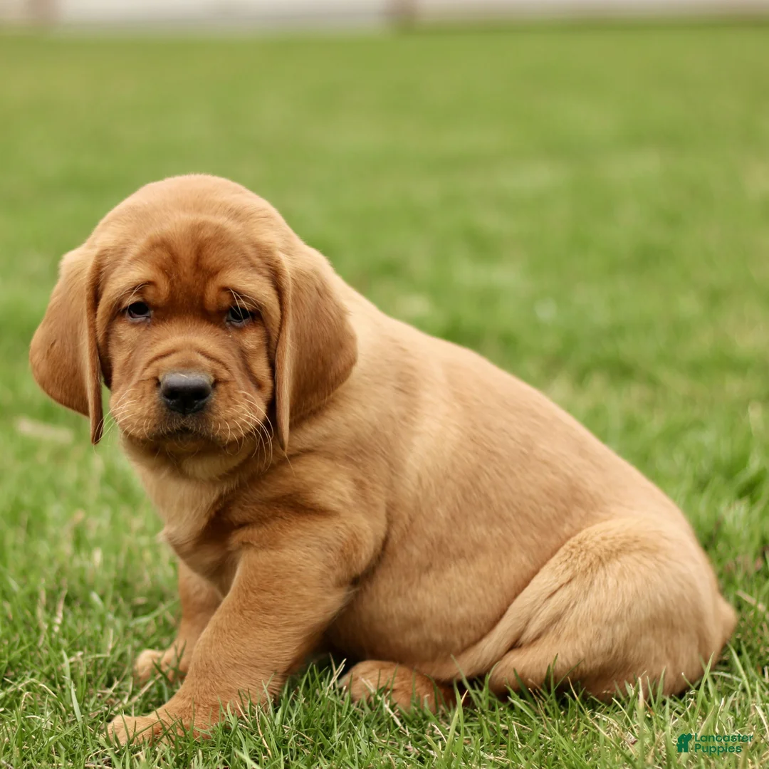 Labrador Retriever dogs for sale: Loxley  - Ad 2