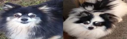 Pomeranian dogs for sale: Jasper - Ad 6