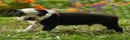 Boston Terrier dogs for sale: Sibusiso - Ad 5