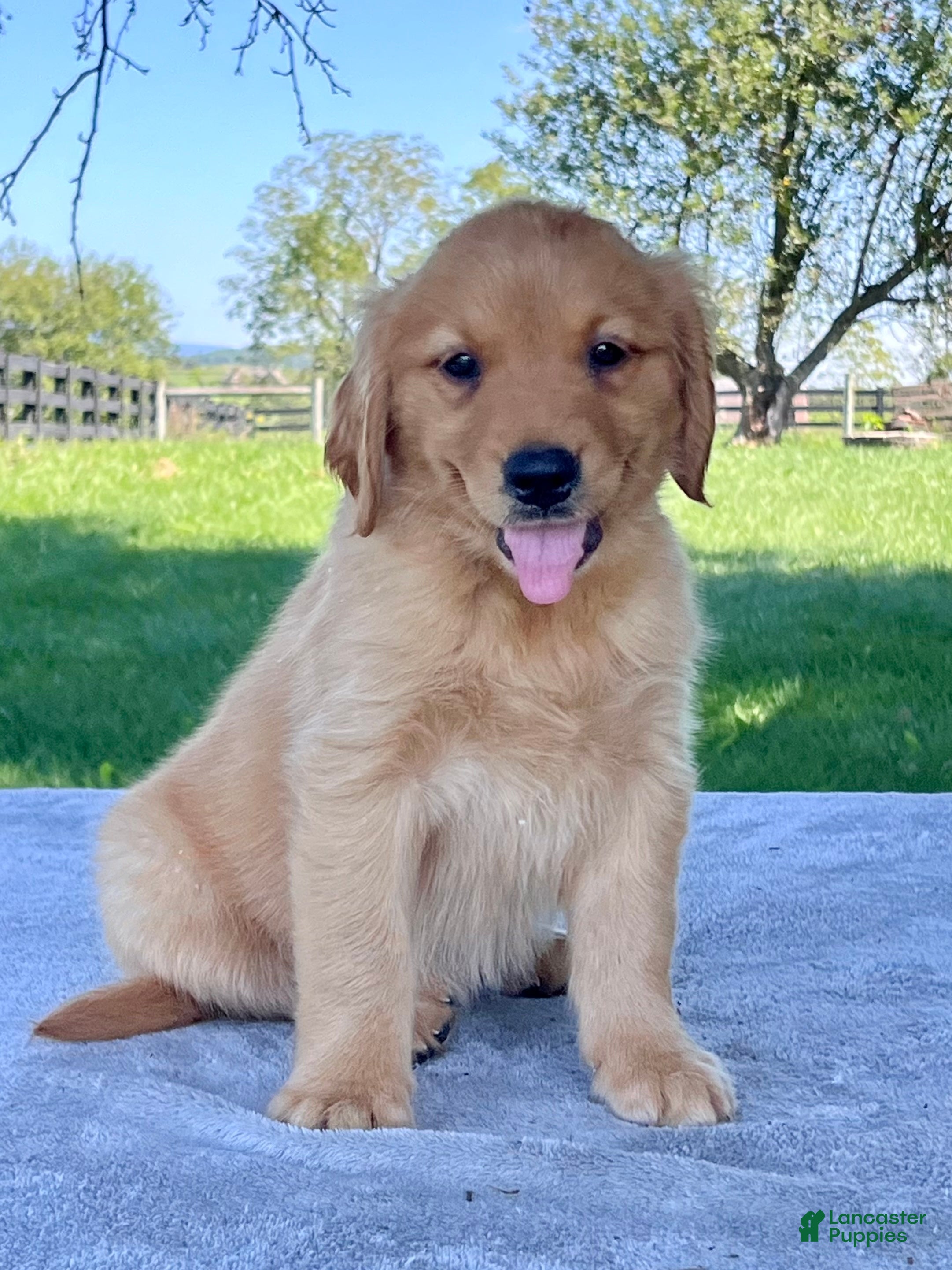 Golden Retriever dogs Izzy - Ad 2