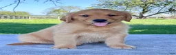 Golden Retriever dogs for sale: Izzy - Ad 2