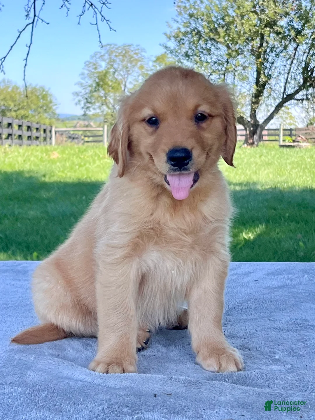 Golden Retriever dogs for sale: Izzy - Ad 2
