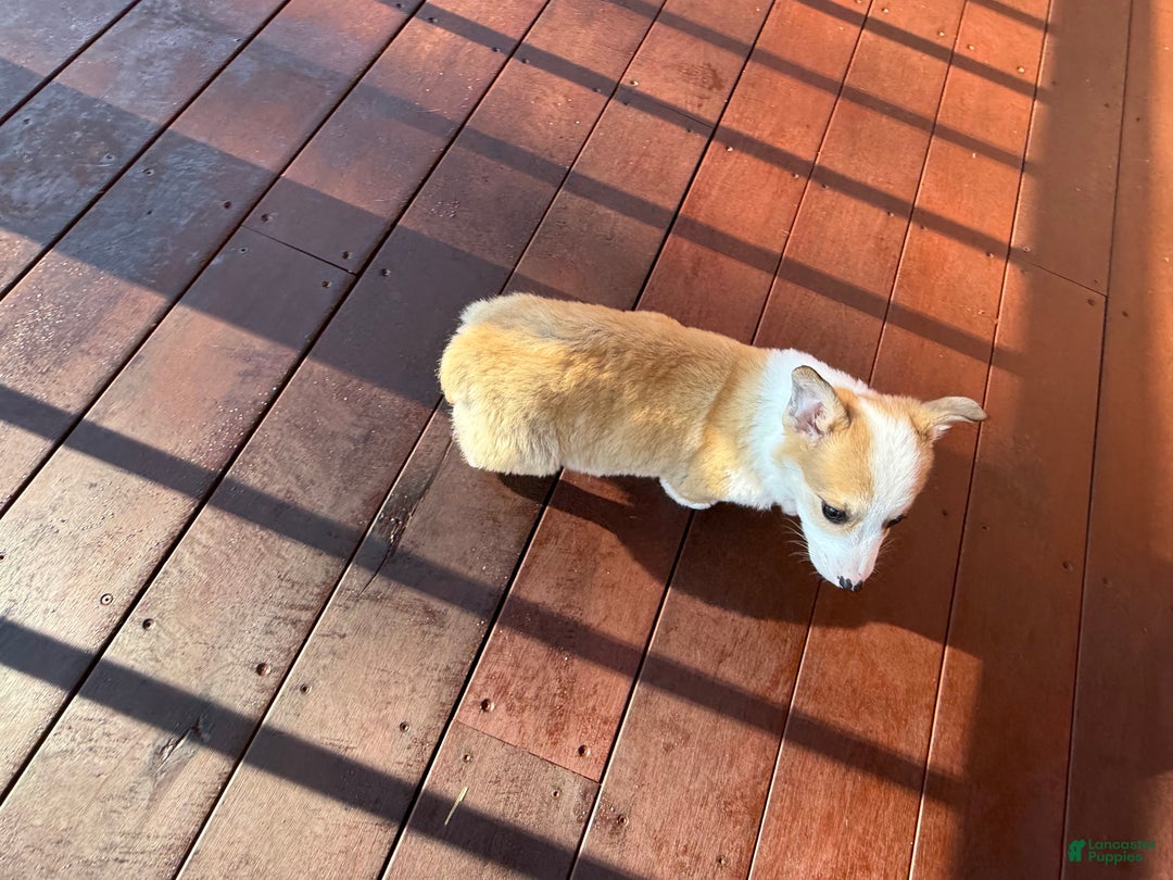 Welsh Corgi Pembroke dogs for sale: Tucker - Ad 13
