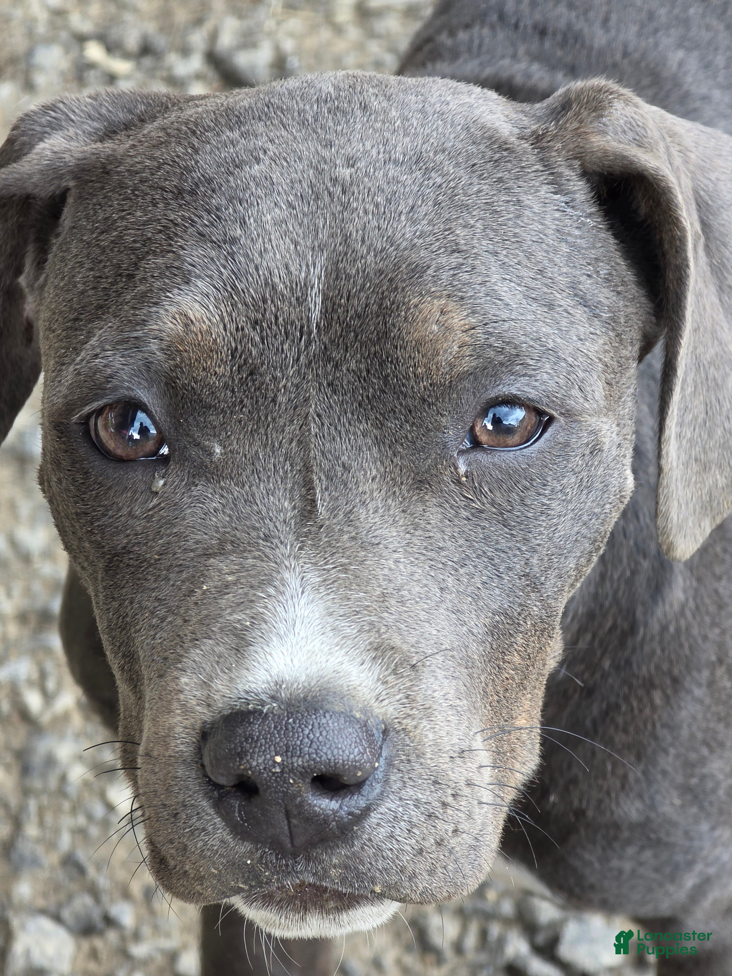 Mixed Breed dogs Rocket - Ad 40