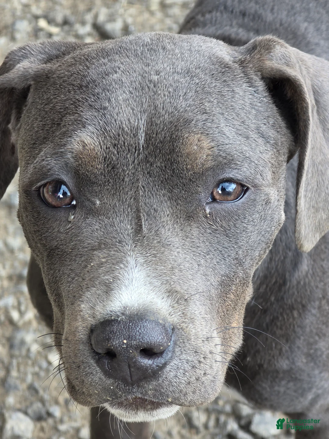 Mixed Breed dogs for sale: Rocket - Ad 1