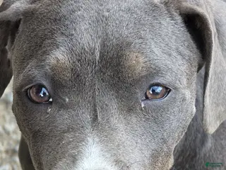 Mixed Breed dogs Rocket - Ad 40