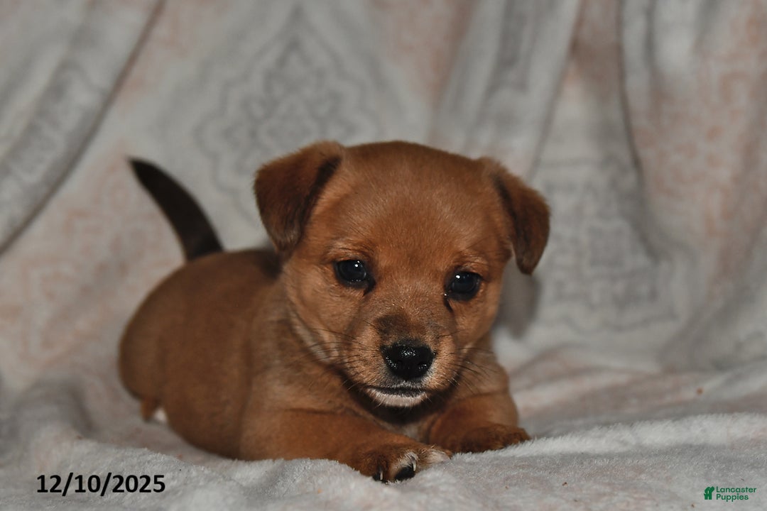 Mixed Breed dogs for sale: Amber - Ad 4