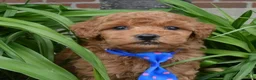 Mini Goldendoodle dogs for sale: Mini George - Ad 21