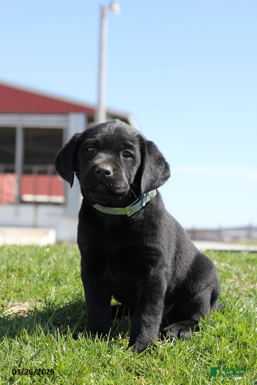 Labrador Retriever dogs for sale: Brittney - Ad 9