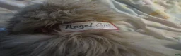 Golden Retriever dogs for sale: ANGEL GIRL - CHAMPION LINE - Ad 5