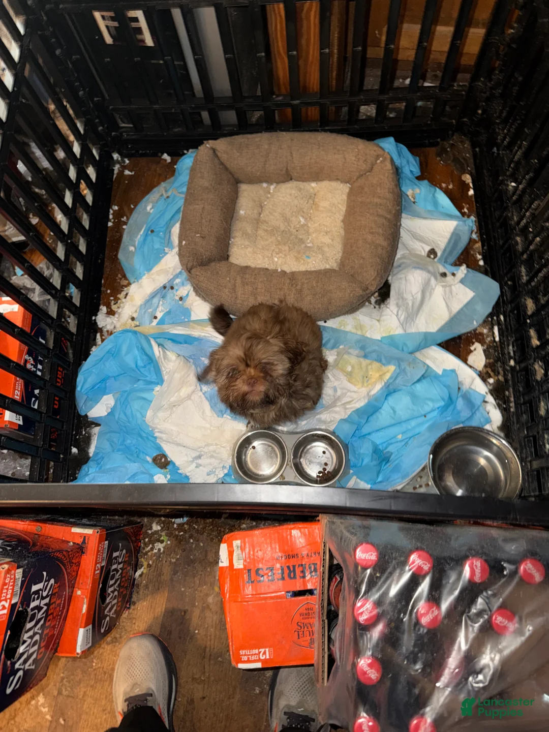 Shih Tzu dogs for sale: Shih Tzu Puppy 2 - Ad 3