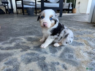 Australian Shepherd dogs - Ad 2