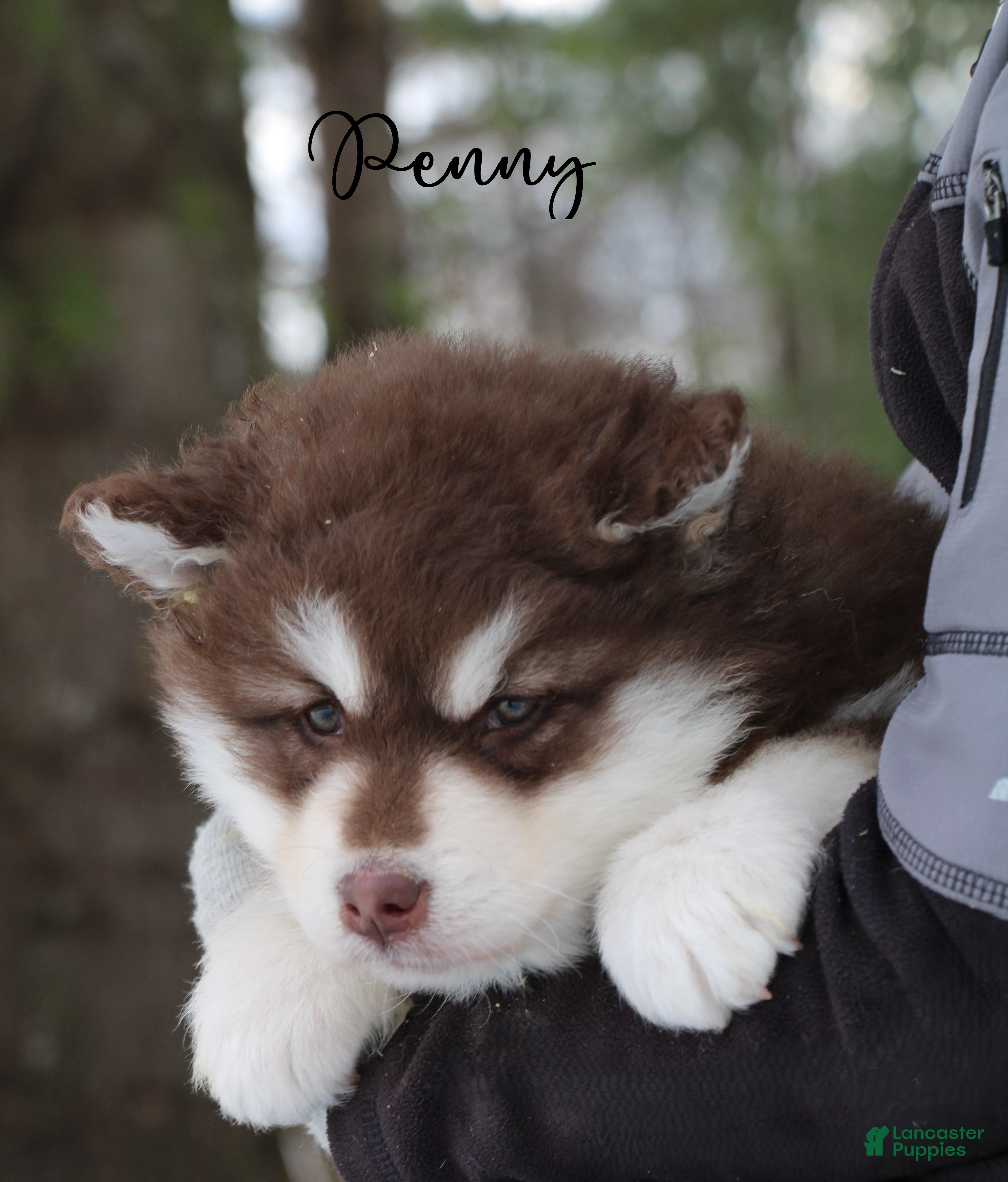 Alaskan Malamute dogs Penny - Ad 2