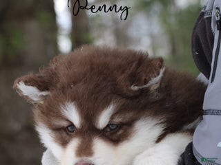 Alaskan Malamute dogs Penny - Ad 4
