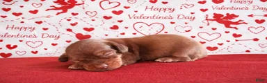 Miniature Dachshund Puppy 3