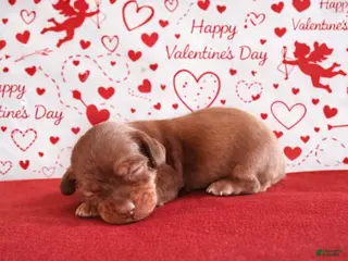 Miniature Dachshund dogs Miniature Dachshund Puppy 3 - Ad 3