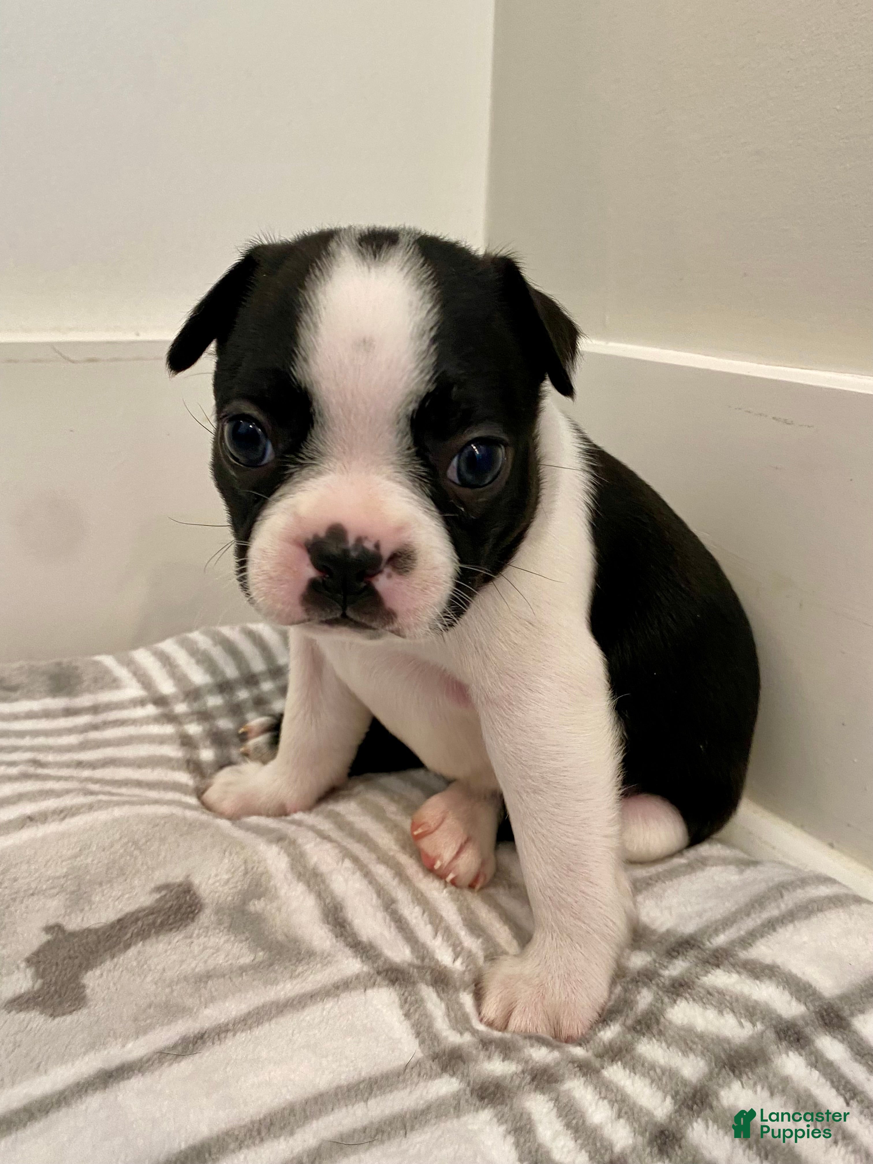Boston Terrier dogs Boston Terrier Female 2 Puppy - Ad 2