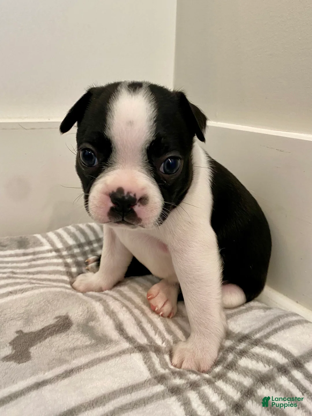 Boston Terrier dogs for sale: Boston Terrier Female 2 Puppy - Ad 2