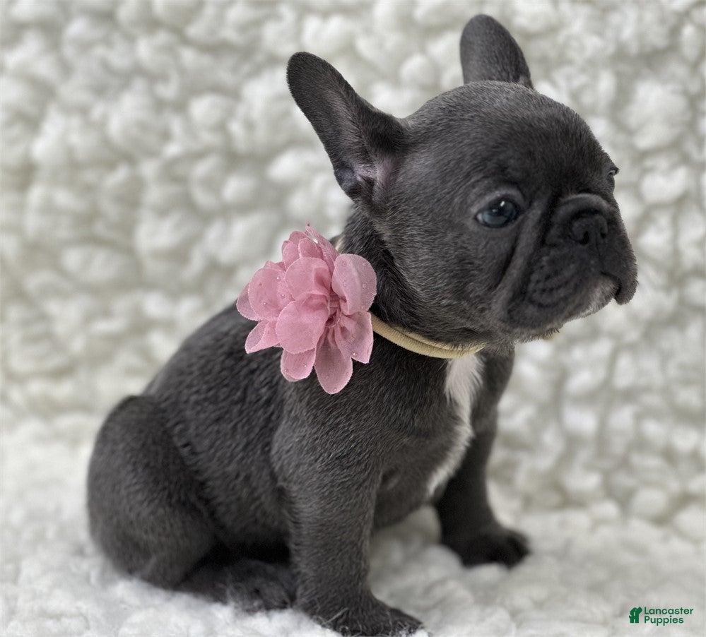 French Bulldog dogs French Bulldog 1 - Ad 2