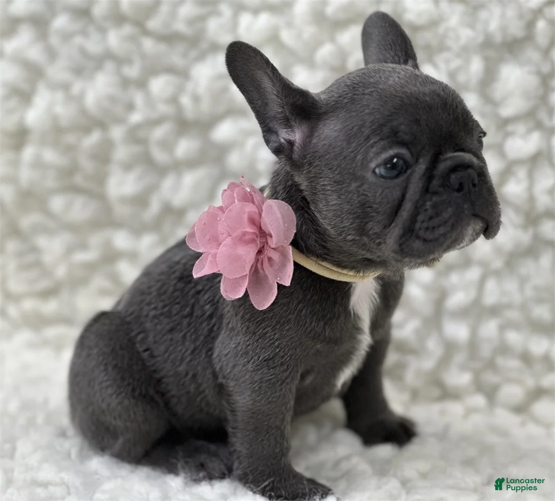 French Bulldog dogs for sale: French Bulldog 1 - Ad 2