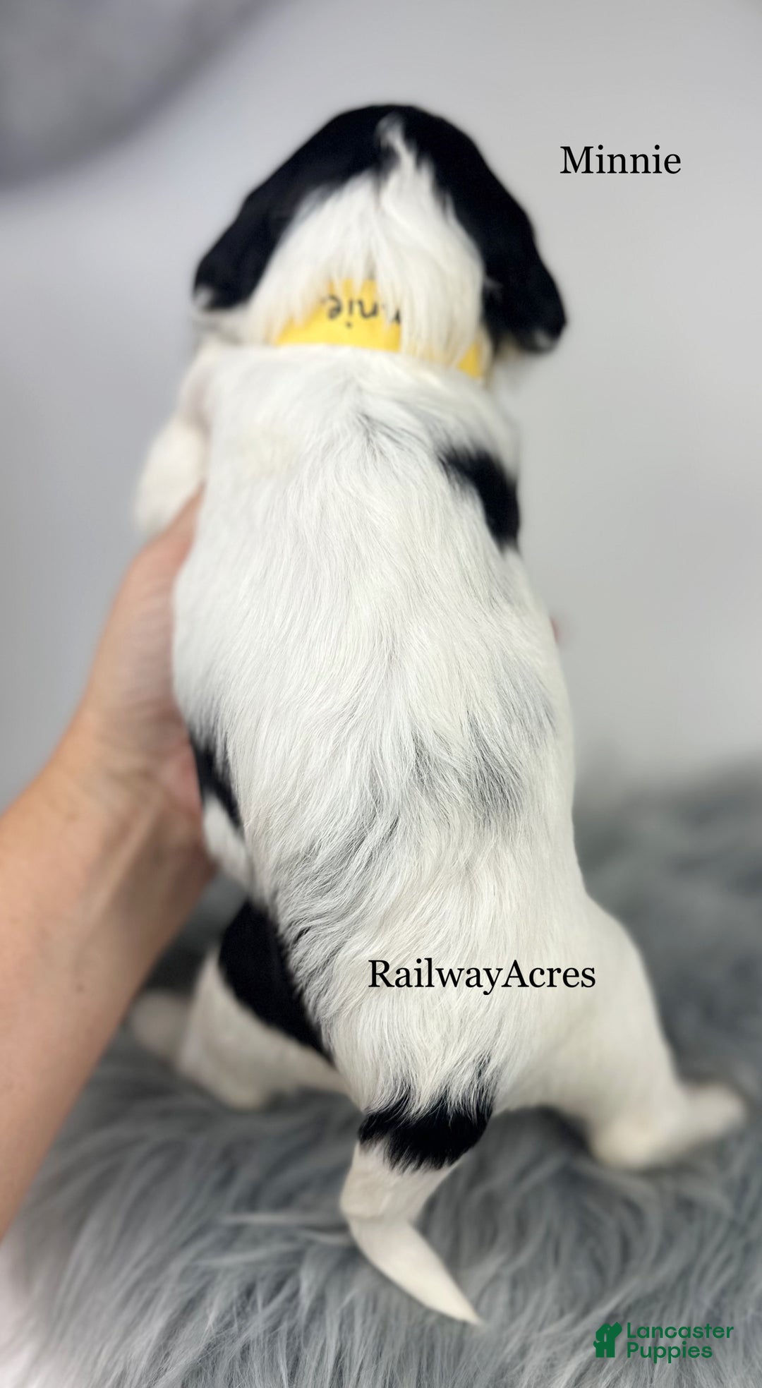 Mixed Breed dogs for sale: Minnie - Ad 4