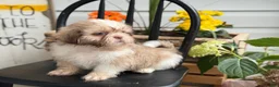 Shih Tzu dogs for sale: Jasper - Ad 13