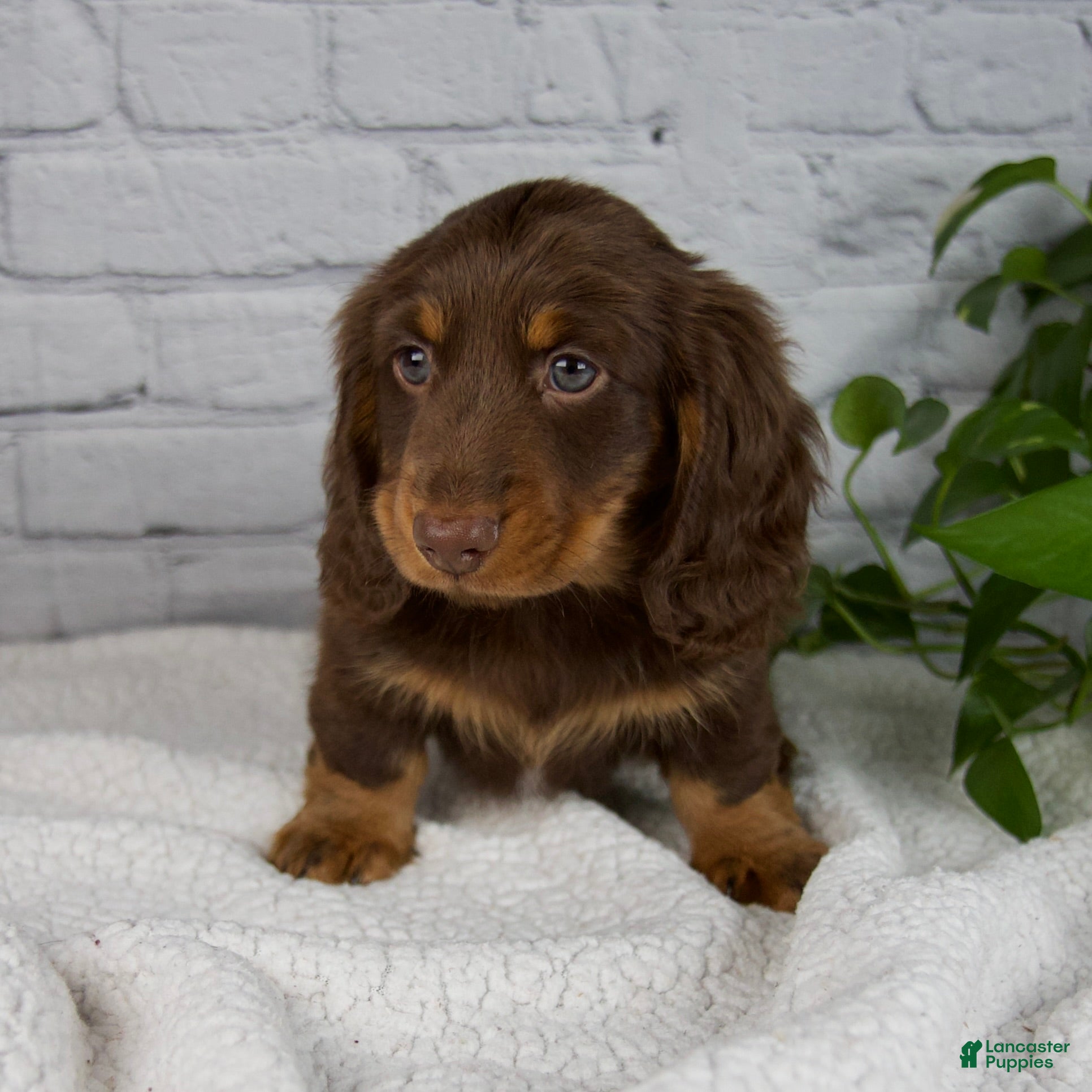 Miniature Dachshund dogs Manning - Ad 4