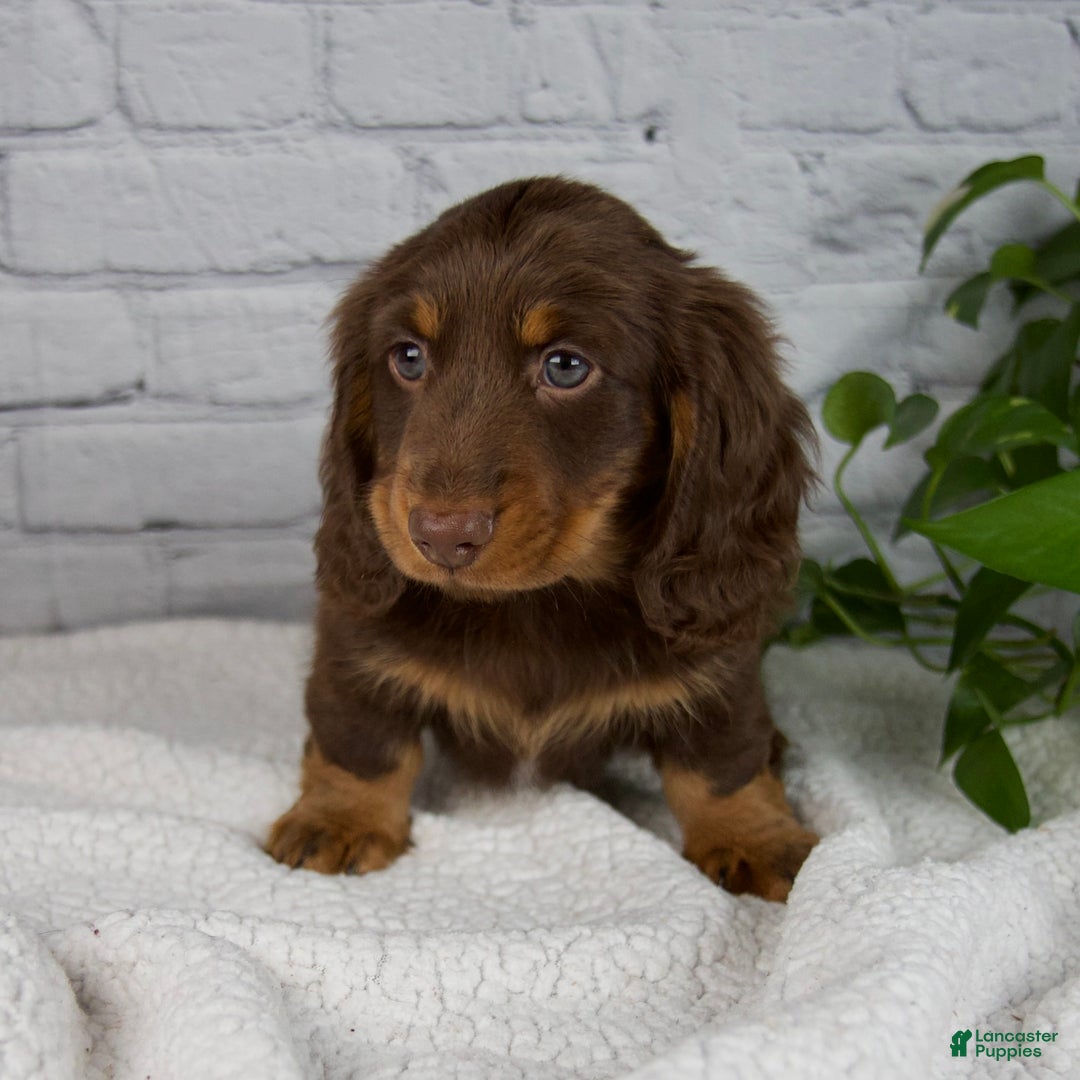 Miniature Dachshund dogs for sale: Manning - Ad 4