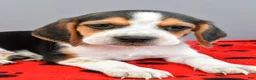 Beagle dogs for sale: Diamond - Ad 3