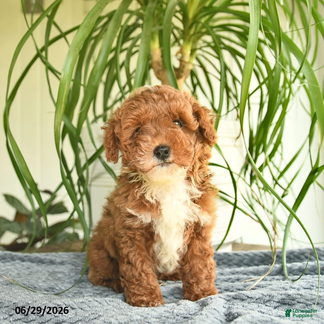 Toy Poodle dogs for sale: Ryan  - Ad 1