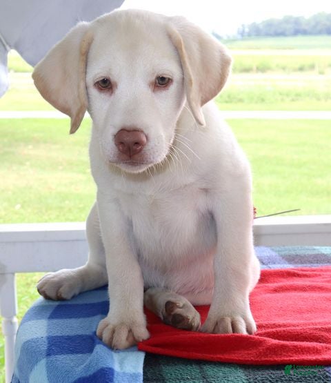 Labrador Retriever dogs Sadie Champ lines - Ad 18