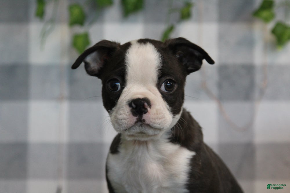Boston Terrier dogs for sale: Mario - Ad 2