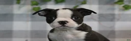 Boston Terrier dogs for sale: Mario - Ad 2