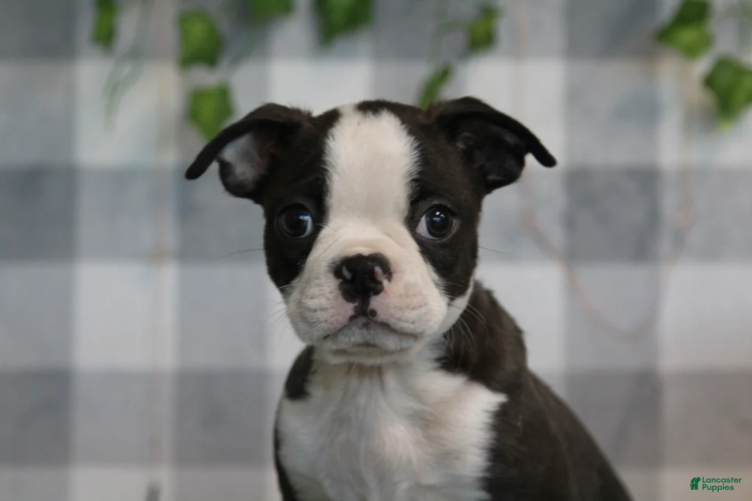 Boston Terrier dogs for sale: Mario - Ad 2