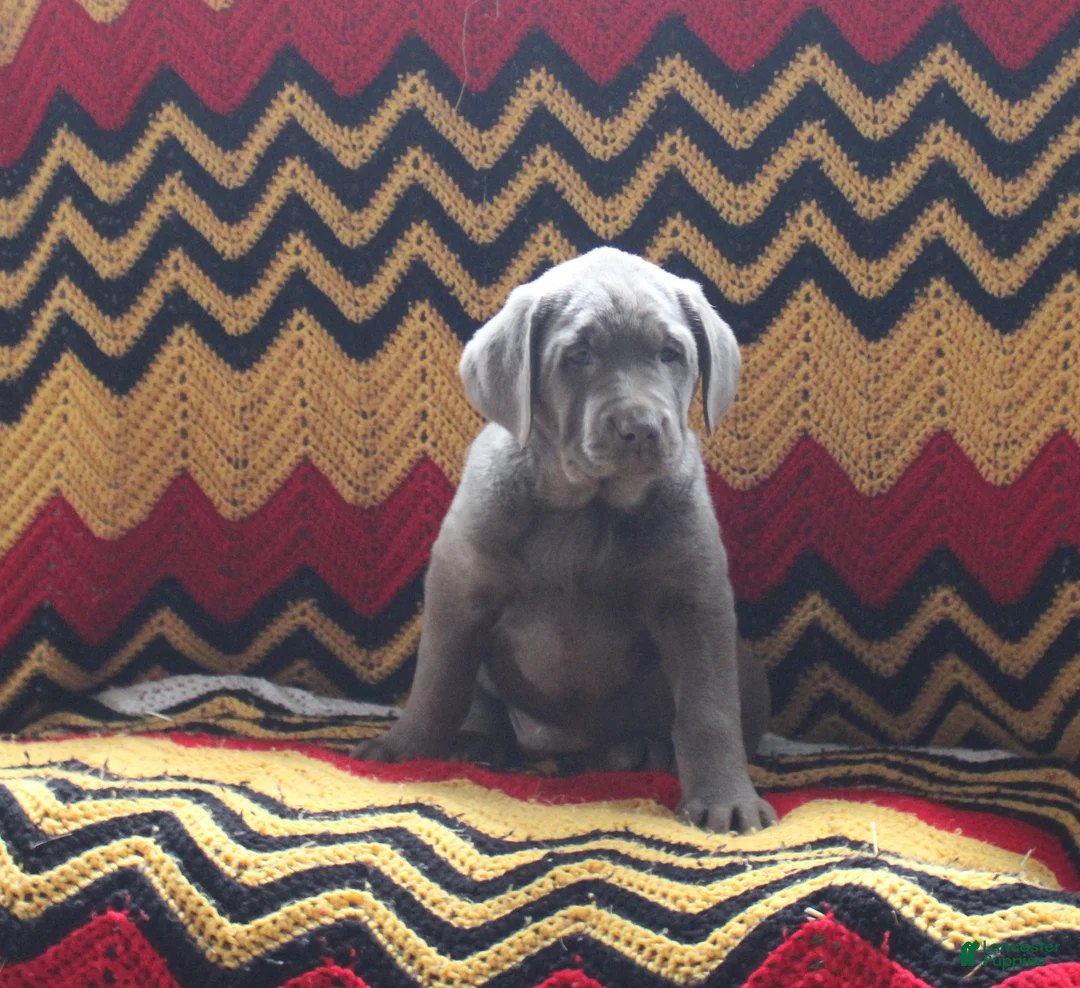 Labrador Retriever dogs for sale: April - Ad 1