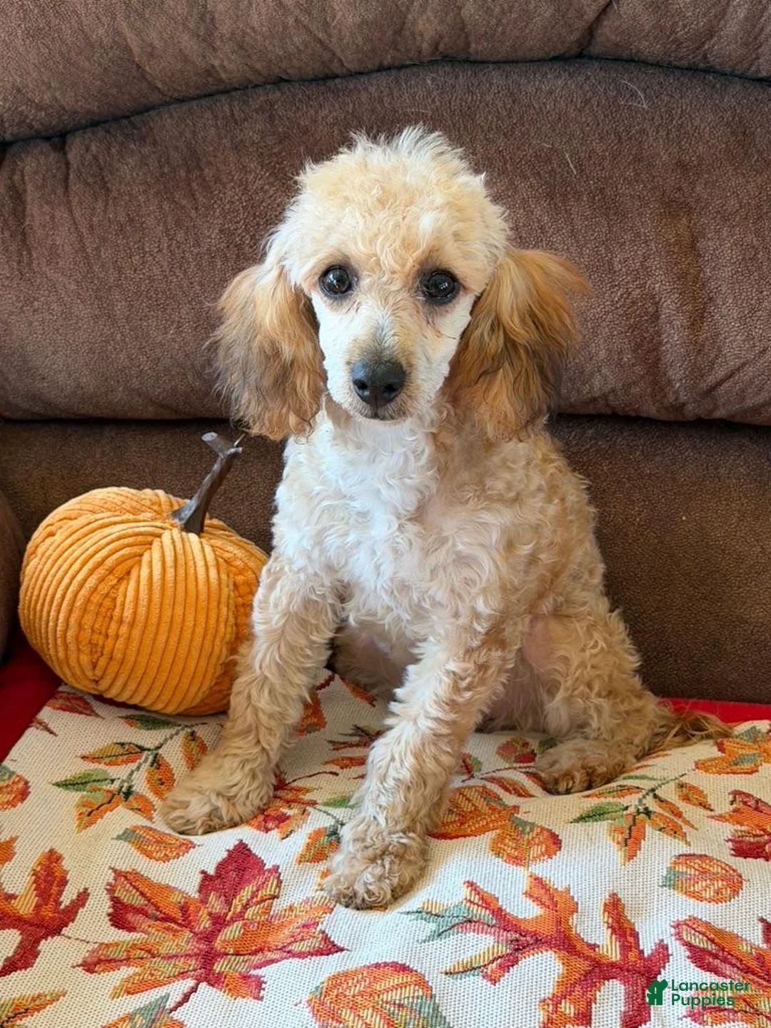 Toy Poodle dogs for sale: Trudy - Ad 1