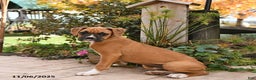 Boxer dogs for sale: Brenda - Ad 4