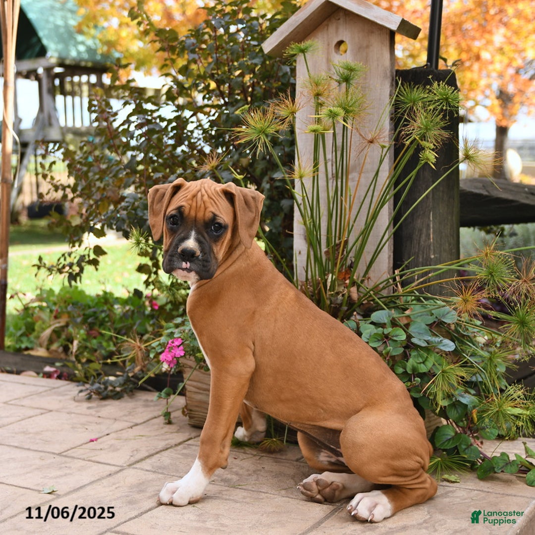 Boxer dogs for sale: Brenda - Ad 4