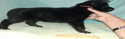 German Shepherd dogs for sale: Light blue  - Ad 9