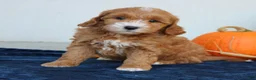Mini Goldendoodle dogs for sale: Molly  - Ad 2