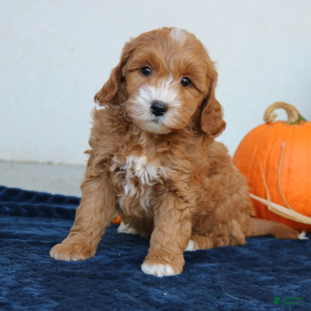 Mini Goldendoodle dogs for sale: Molly  - Ad 2