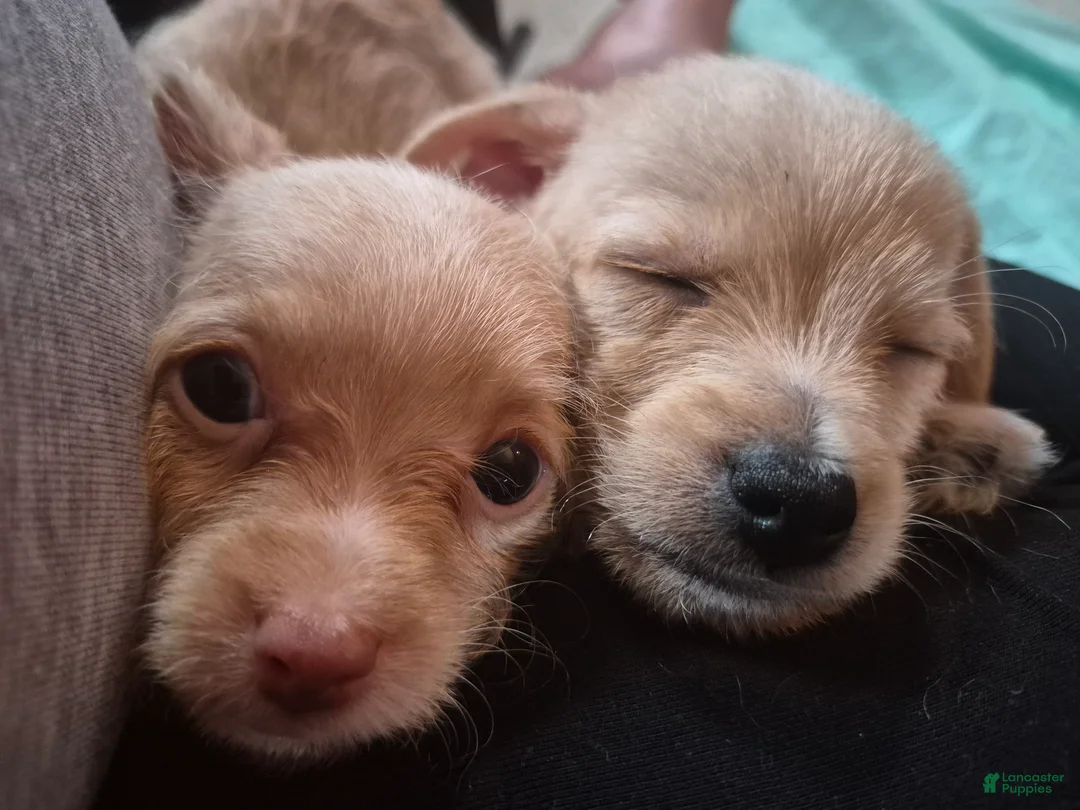 Chipoo dogs for sale:  Puppy 1 - Ad 17