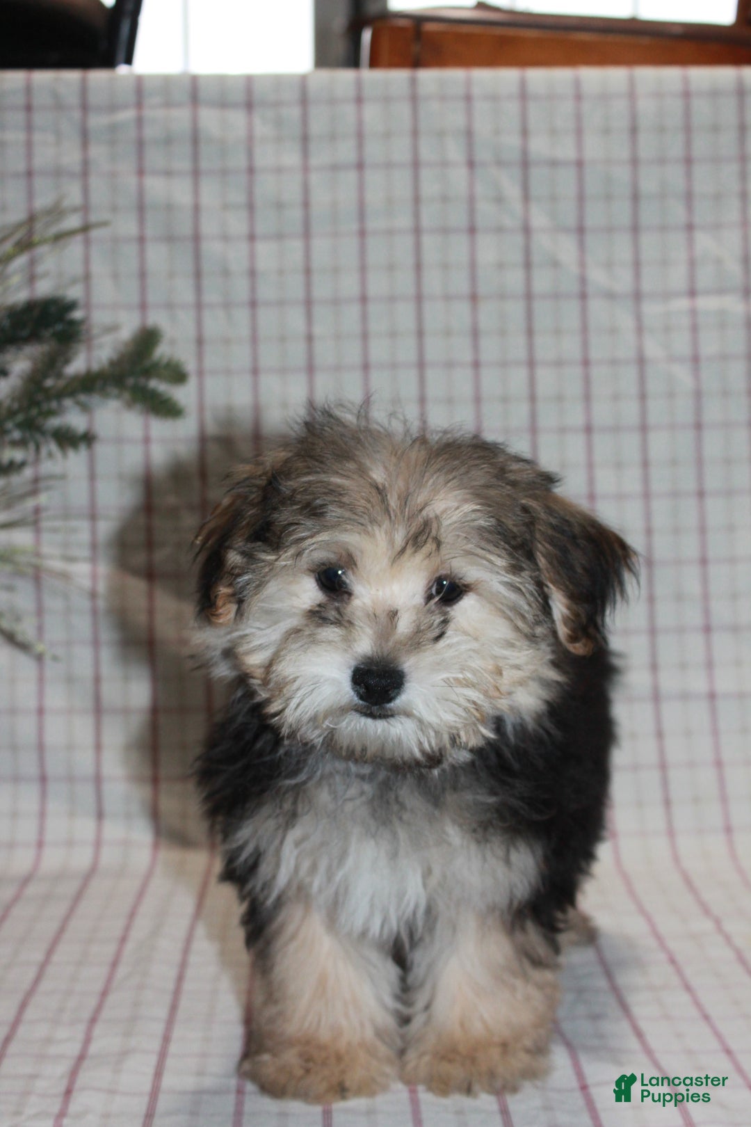 Yochon dogs for sale: Racal - Ad 4