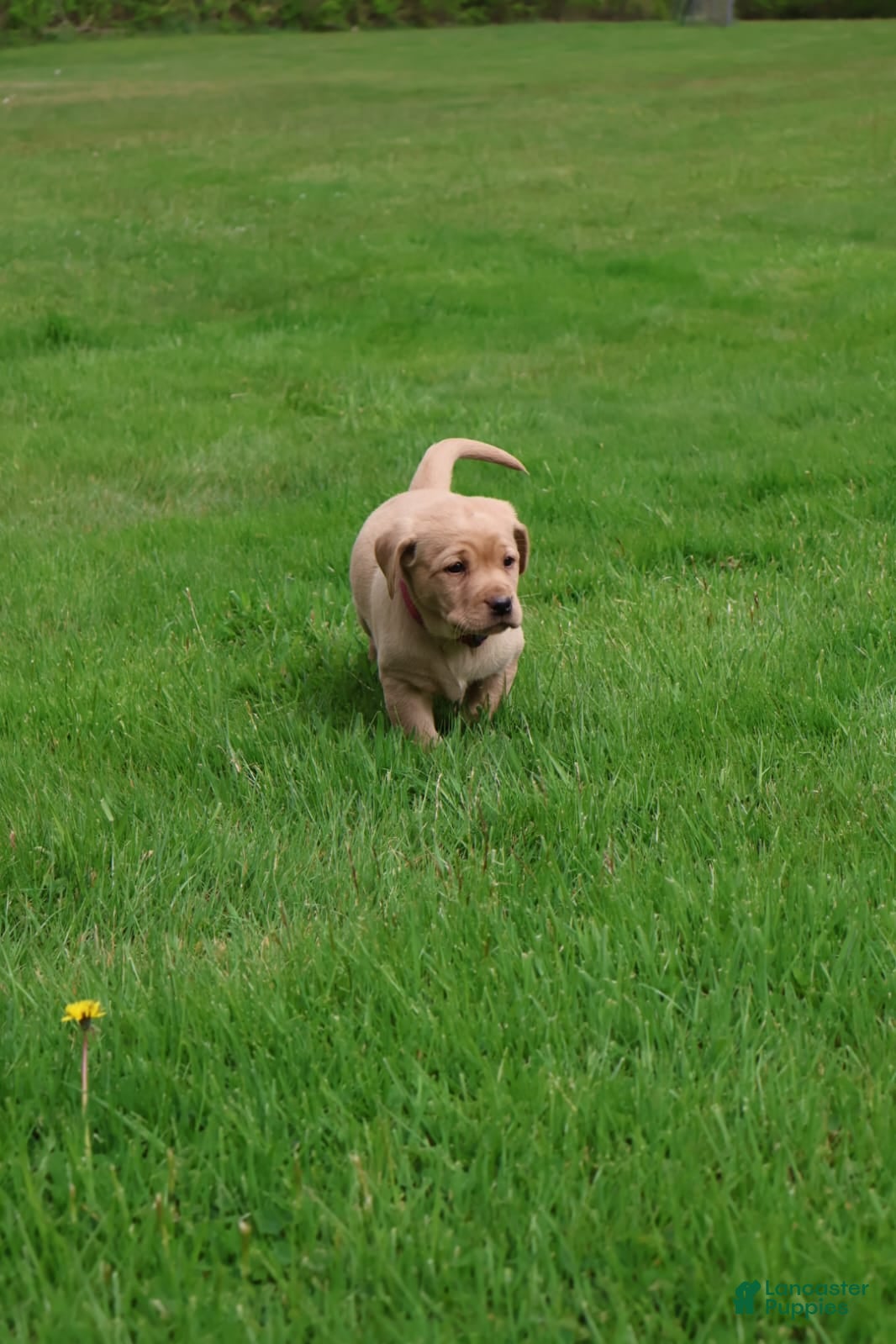 Labrador Retriever dogs Ivy - Ad 2