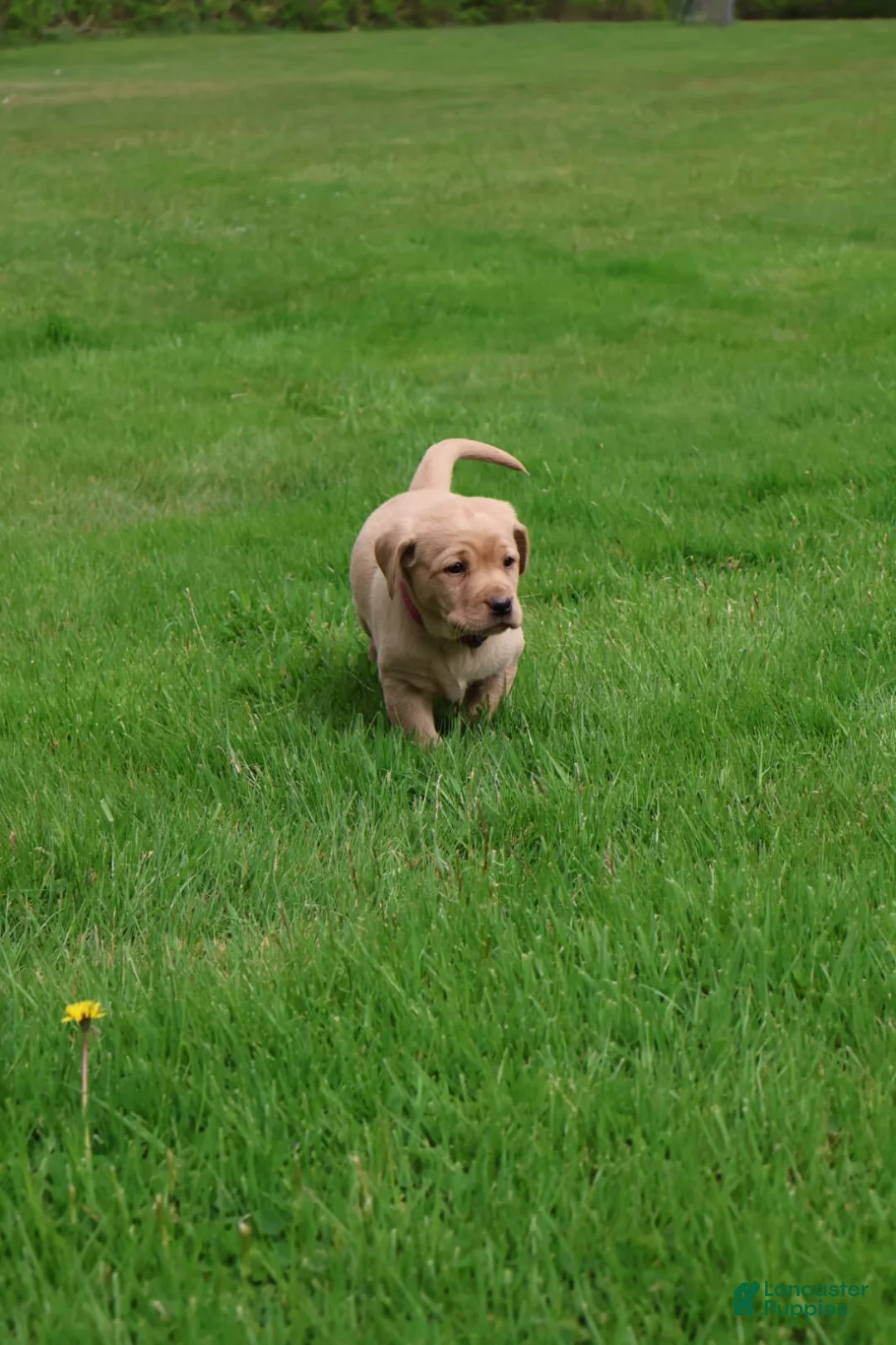 Labrador Retriever dogs for sale: Ivy - Ad 2