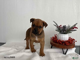 Mixed Breed dogs Mistletoe - Ad 11