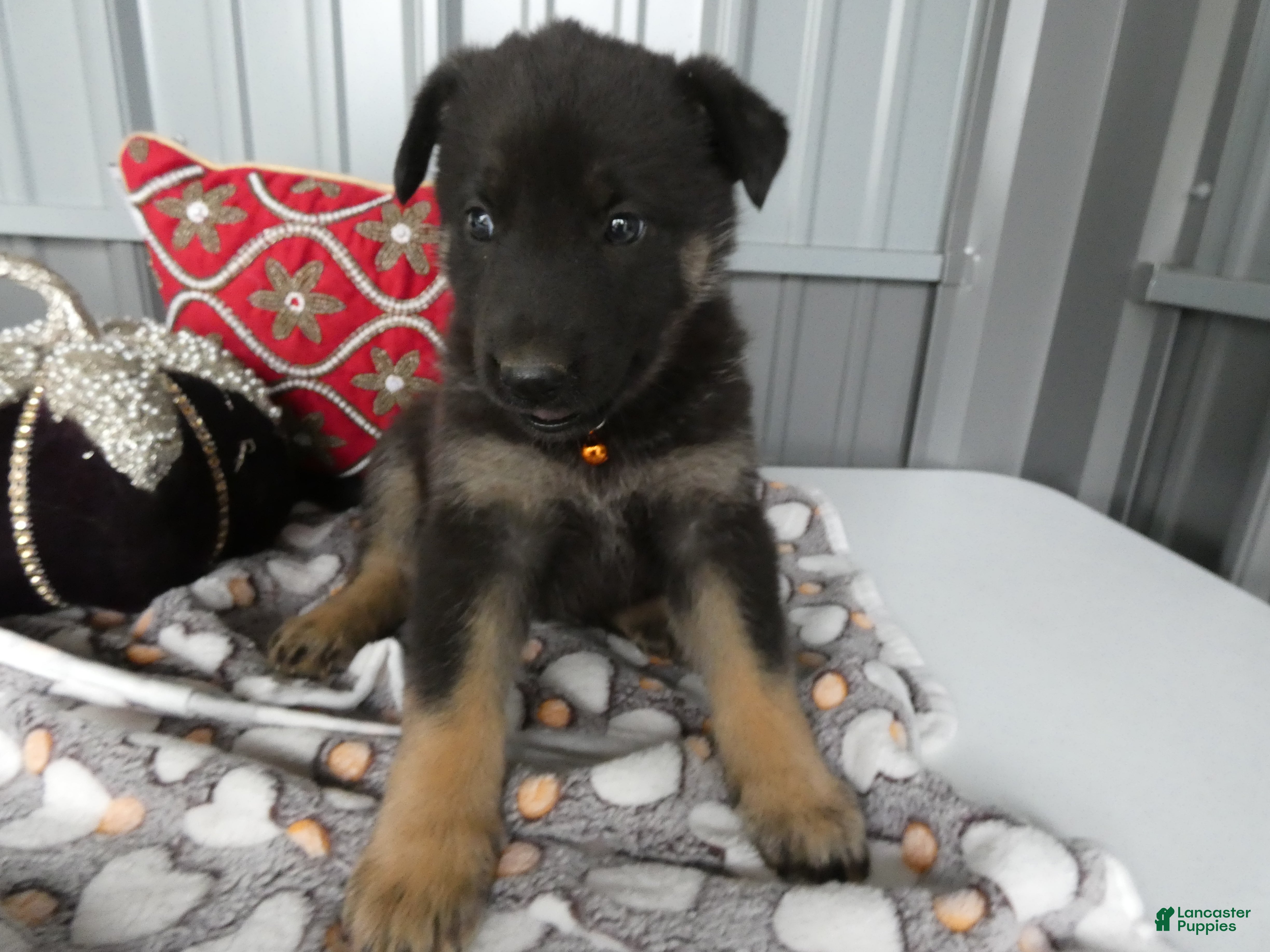 German Shepherd dogs German Shepherd 3 Wyona - Ad 5